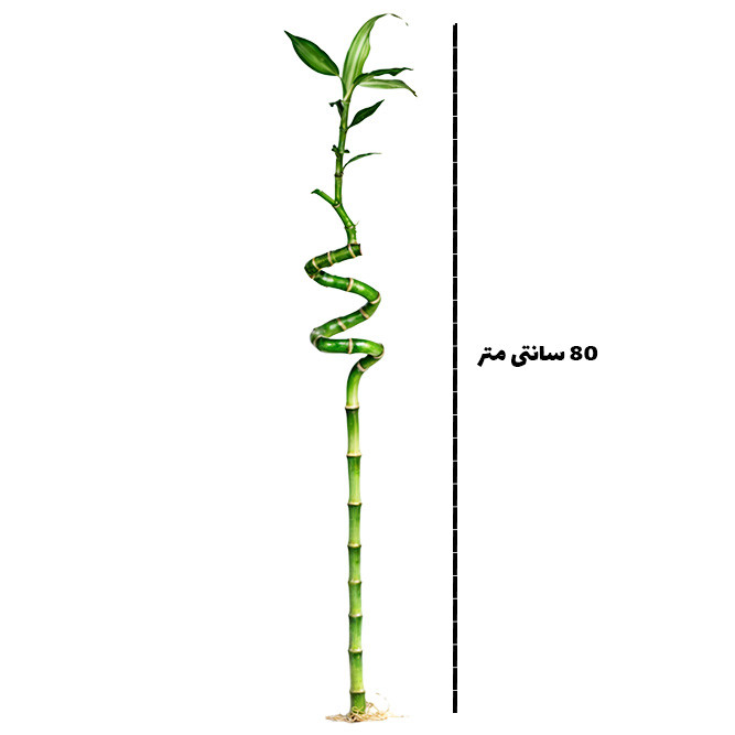 گیاه طبیعی بامبو مدل جوانه دار مدل 80