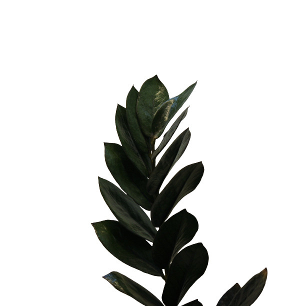 گیاه طبیعی زامیفولیا بلک کد Z-2