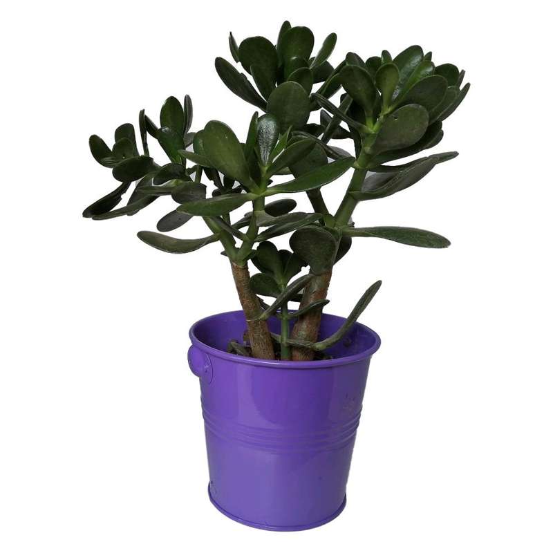 گیاه طیبعی کراسولا قاشقی کد mf05