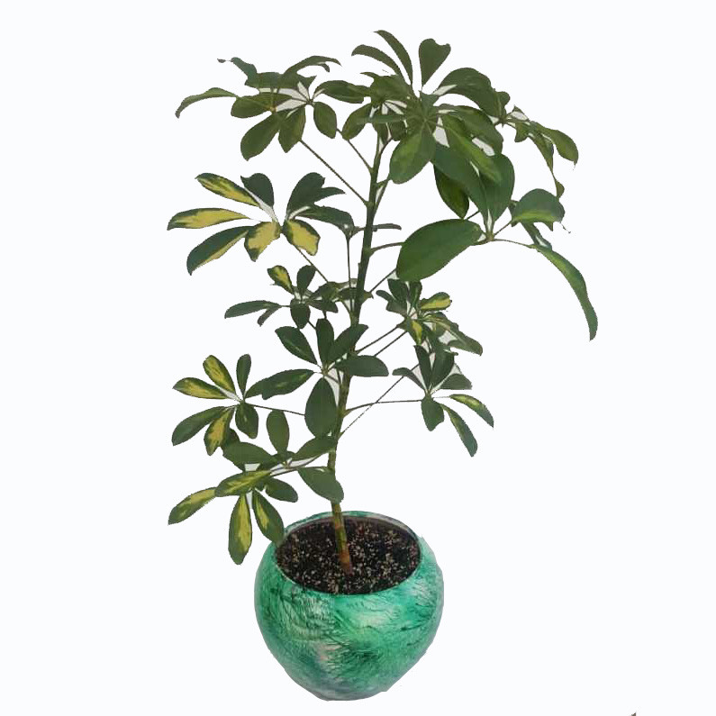 گیاه طبیعی شفلرا ابلق کد sh02 گیاه طبیعی شفلرا ابلق کد sh02