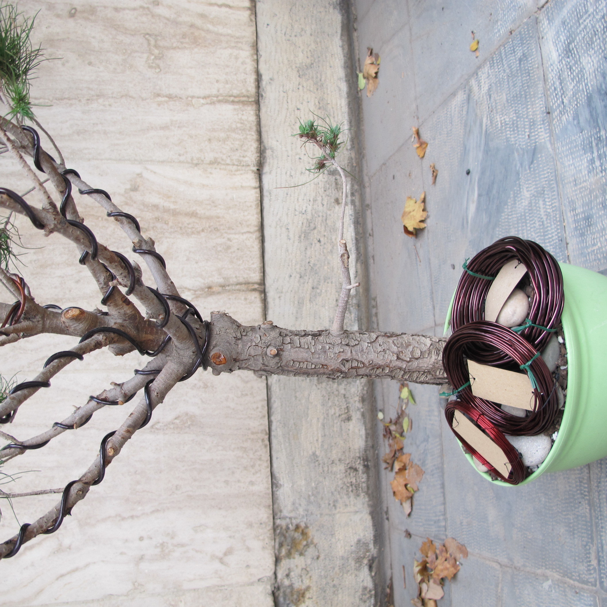 سیم فرم دهی بونسای مدل قطر 3