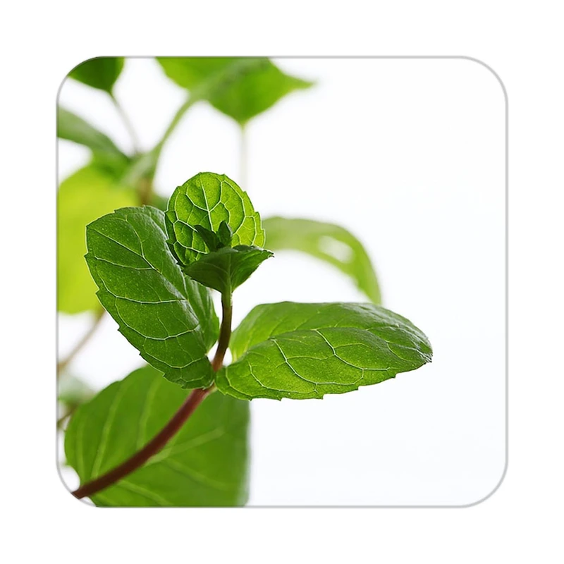 زیر لیوانی کاکتی طرح گل مدل mp16756