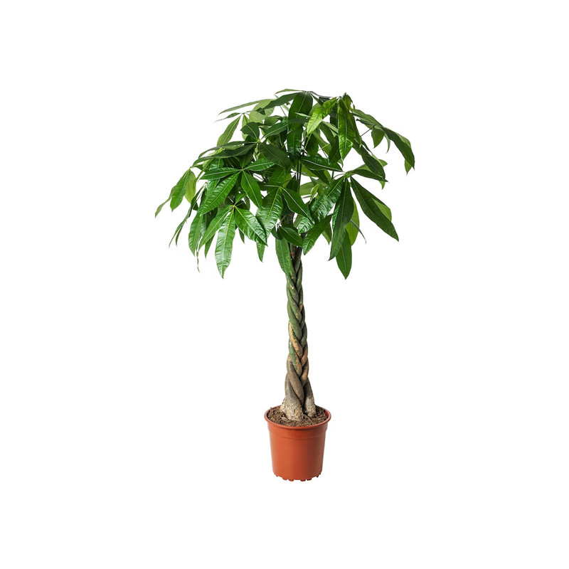 بونسای پاچیرا مدل بافتدار بونسای پاچیرا مدل بافتدار