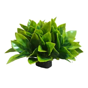 گیاه تزیینی آکواریوم مدل کریپتون