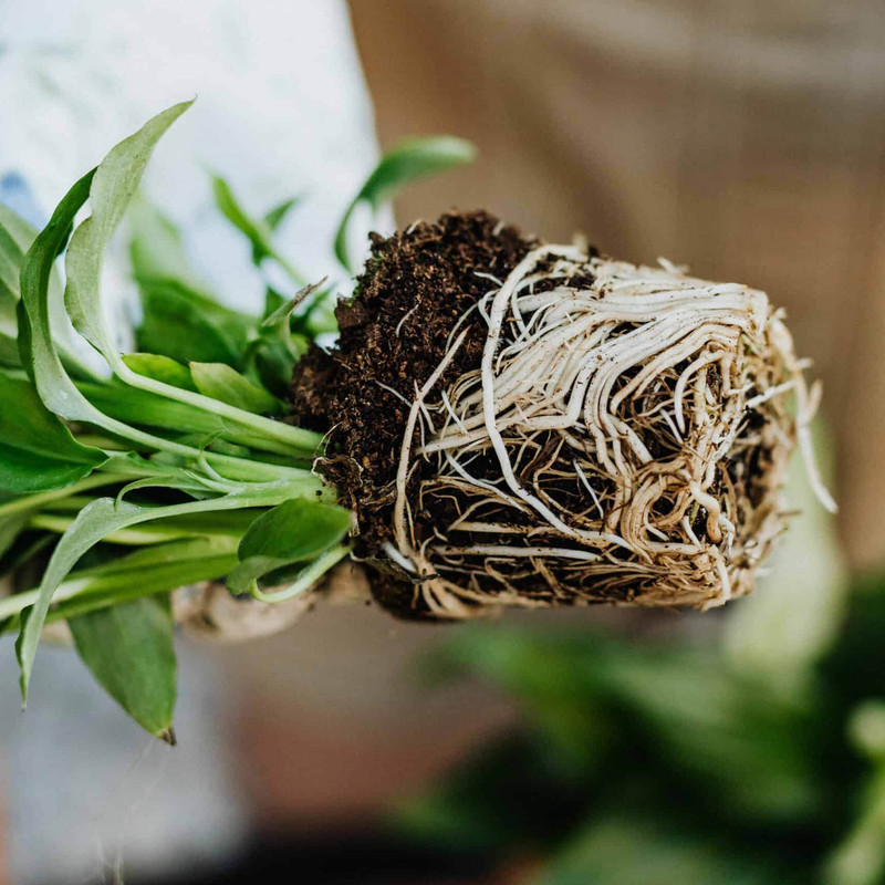 کود فسفر بالا کد NPK 10-52-10 وزن 100 گرم