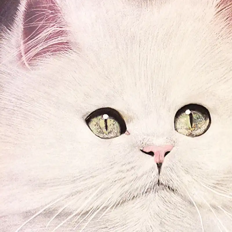 نقاشی پاستل گچی مدل گربه کد 02