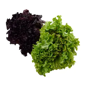 کاهو فرانسوی درجه یک - 150 گرم