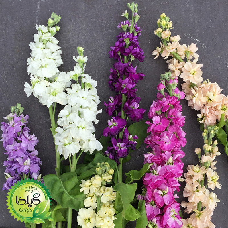 بذر شب بو الوان گیلدا کد 897