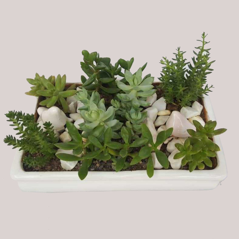 ساکولنت میکس کد sa01 ساکولنت میکس کد sa01