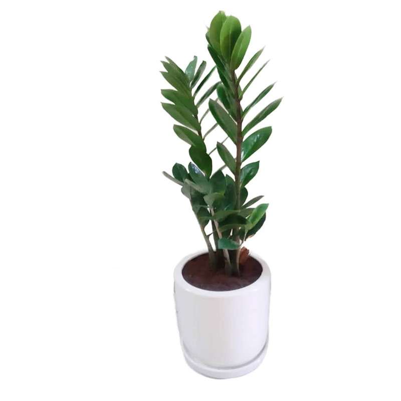 گیاه طبیعی زاموفیلیا سبز مدل هلندی گیاه طبیعی زاموفیلیا سبز مدل هلندی