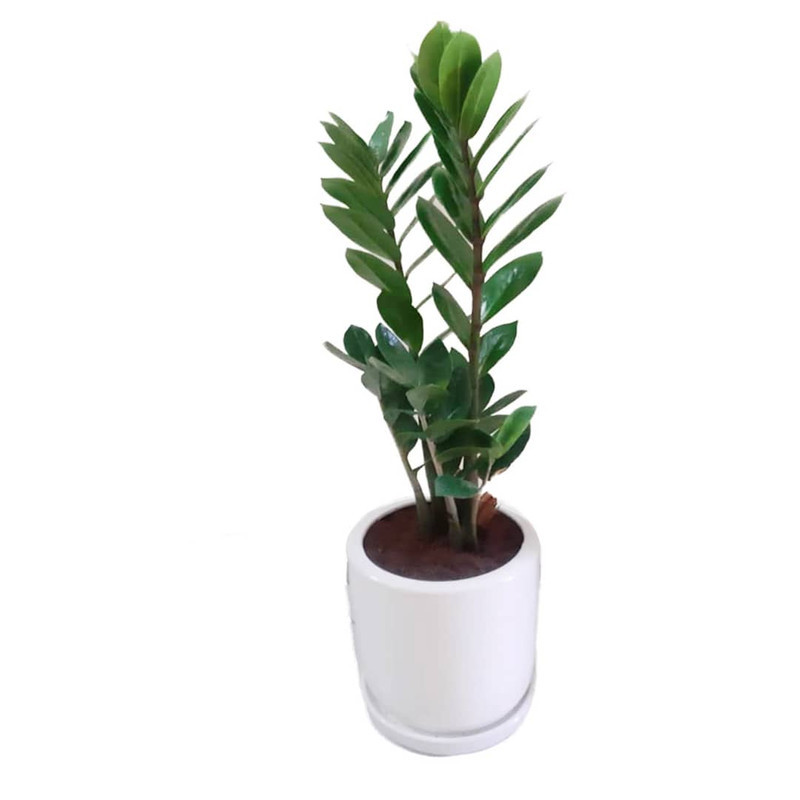 گیاه طبیعی زاموفیلیا سبز مدل هلندی گیاه طبیعی زاموفیلیا سبز مدل هلندی