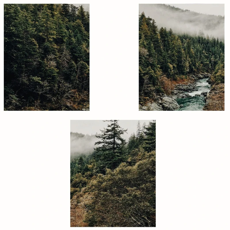 پوستر مدل مستر  جنگل مه آلود -چاپ رودخانه مجموعه 3 عددی
