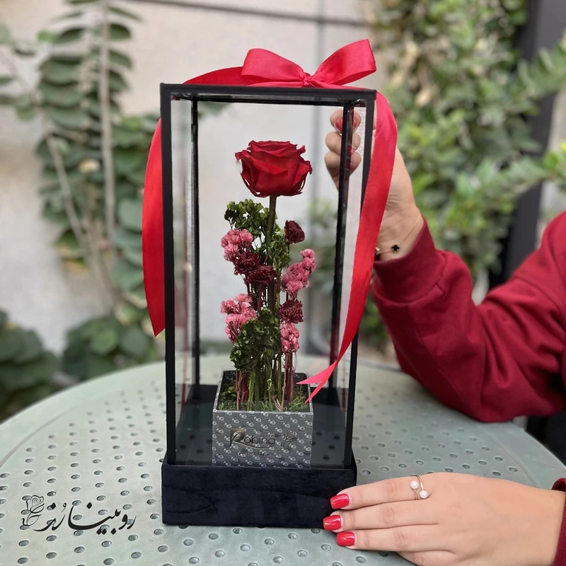 گل جاودان روبینا رُز مدل رز