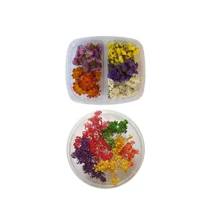 گل خشک مدل mixed 5 مجموعه دو عددی