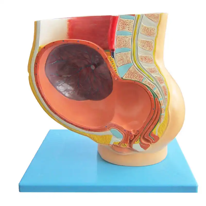 بازی آموزشی جنرال داکتر مدل مولاژ نهمین ماه بارداری