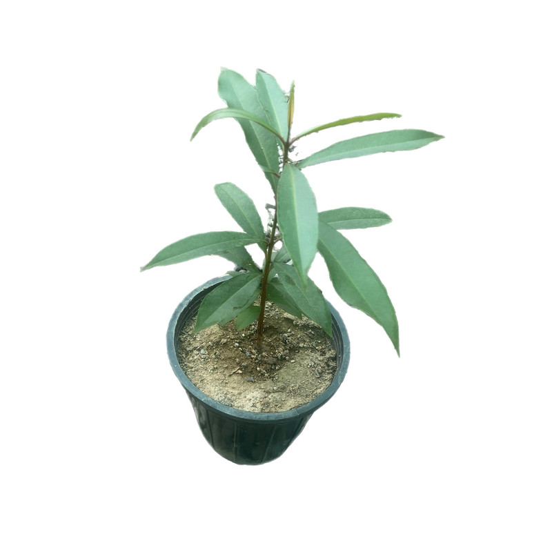 گیاه طبیعی زغال اخته گرمسیری جمبو تایلندی کد 0001