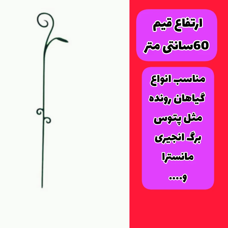 عکس شماره 2