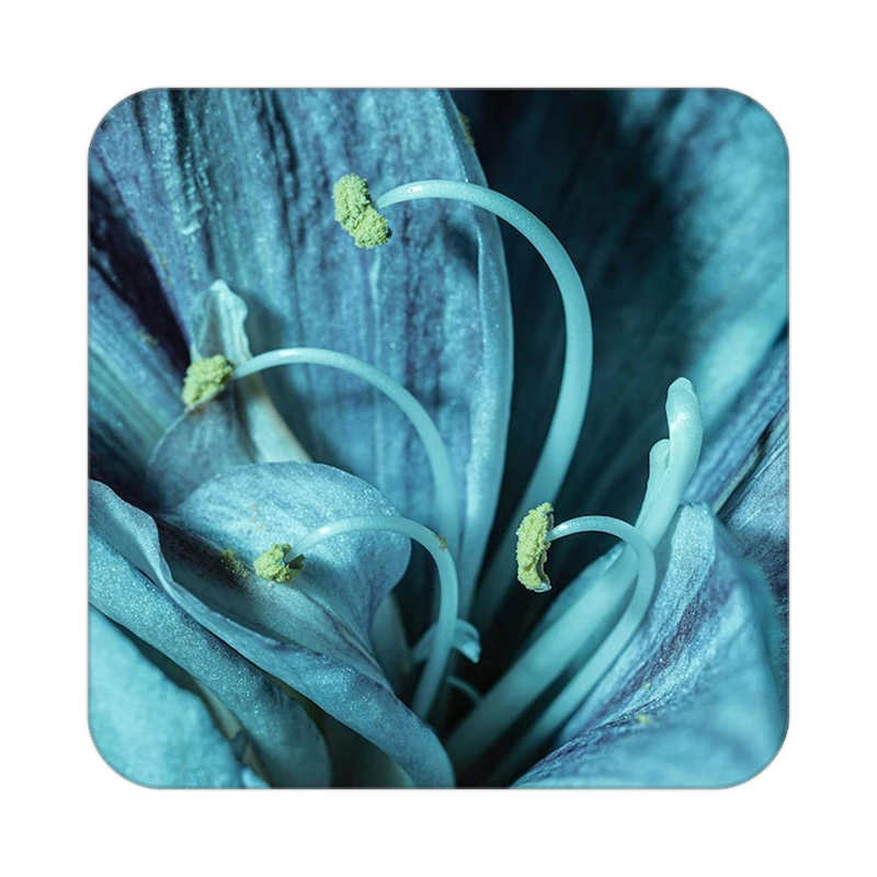 زیر لیوانی کاکتی طرح گل مدل mp18532