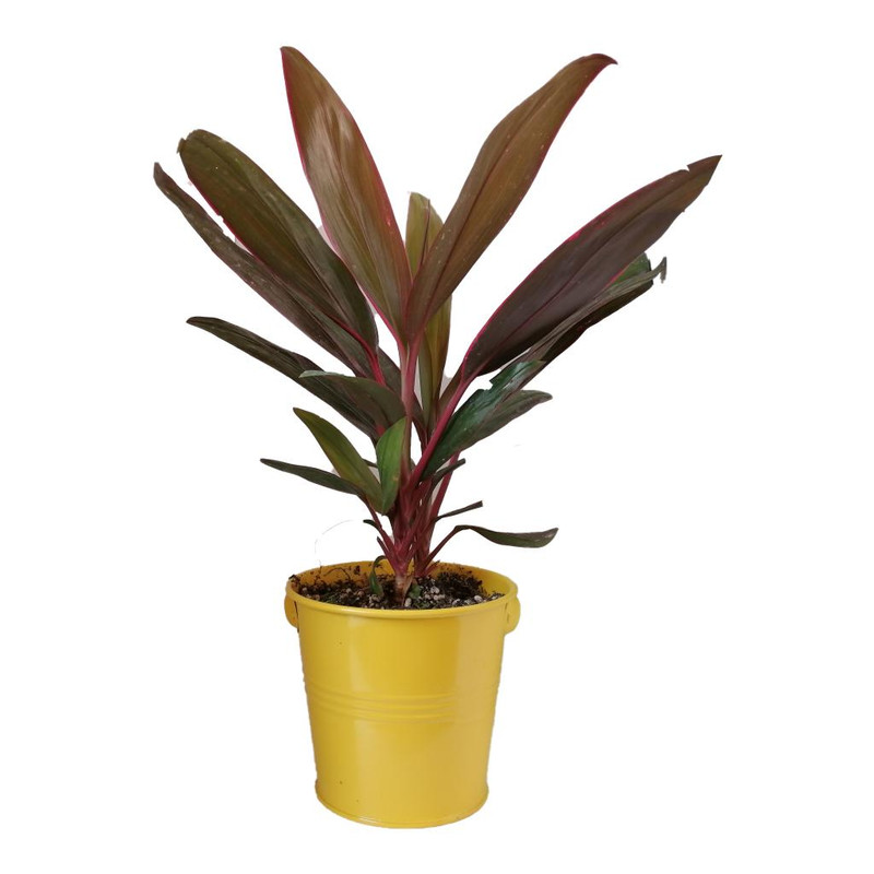 گیاه طبیعی کردلین کد uf01