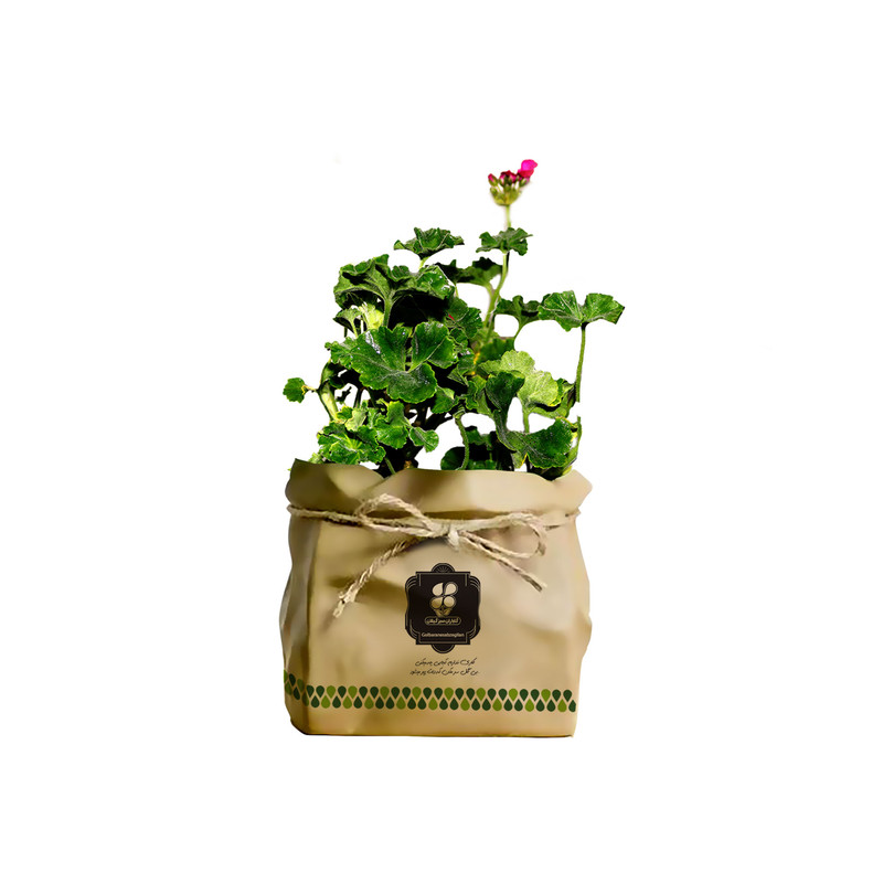 گیاه طبیعی شمعدانی شرکت گلباران سبز گیلان مدل GN12-5K گیاه طبیعی شمعدانی شرکت گلباران سبز گیلان مدل GN12-5K