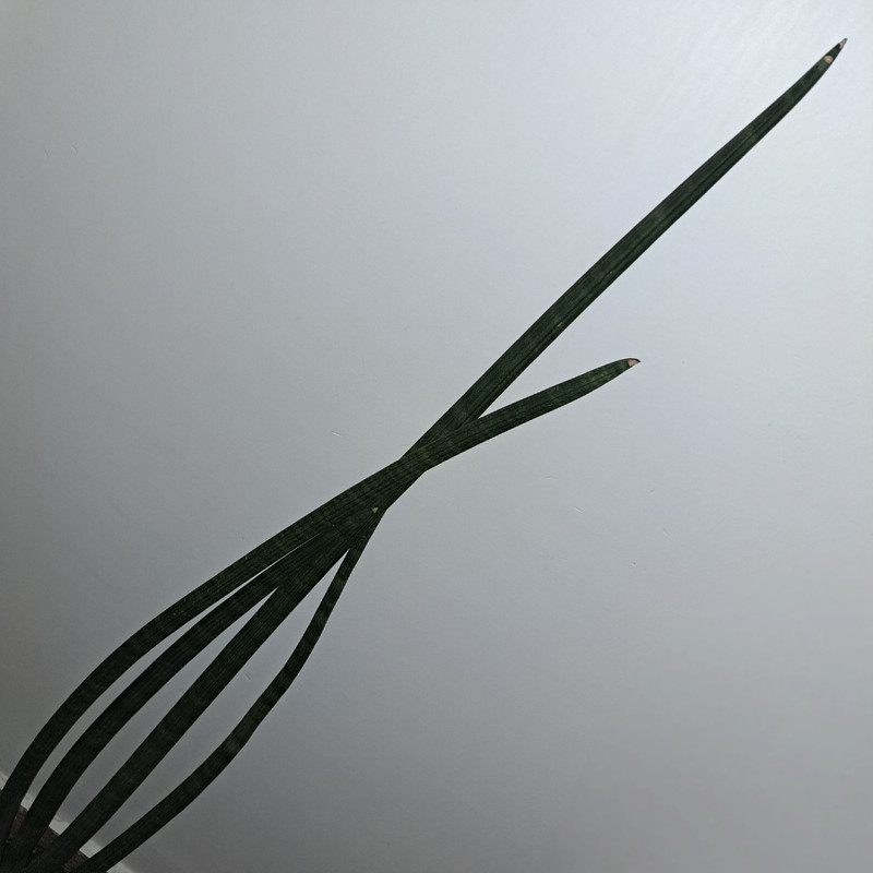 گل طبیعی سانسوریا مدل نیزه ی آفریقایی