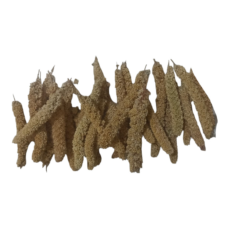 غذای پرندگان مدل ارزن خوشه ای ریز کد 10 بسته 100 عددی