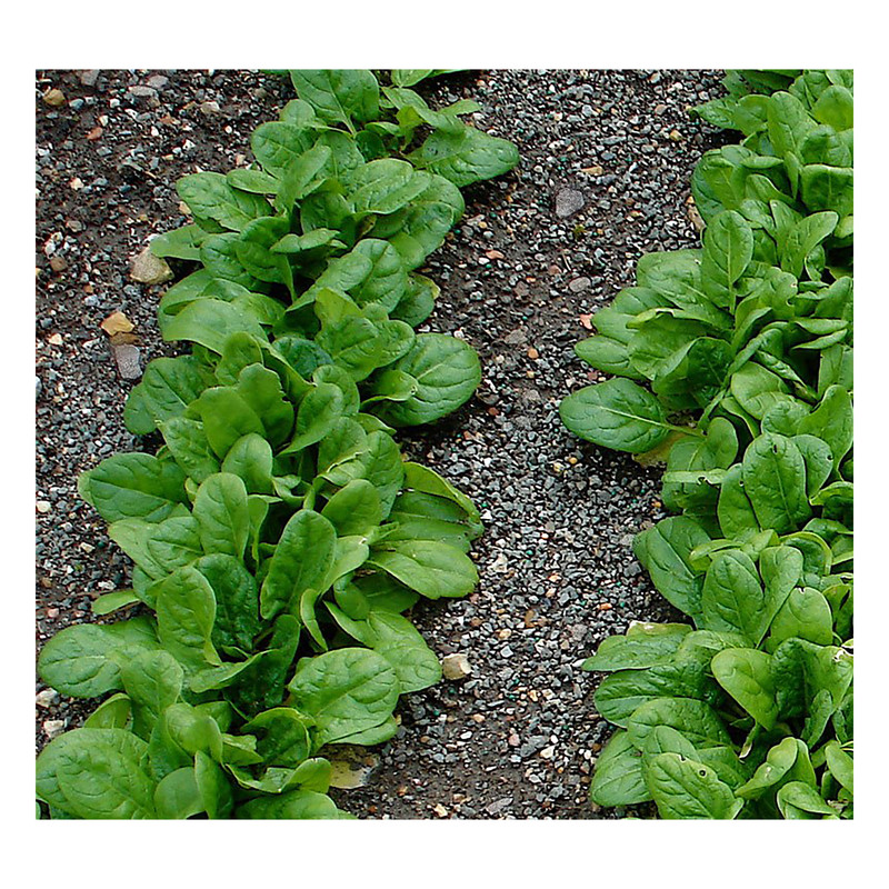 بذر اسفناج گرین فارم مدل BZR-3 بسته 3 عددی بذر اسفناج گرین فارم مدل BZR-3 بسته 3 عددی