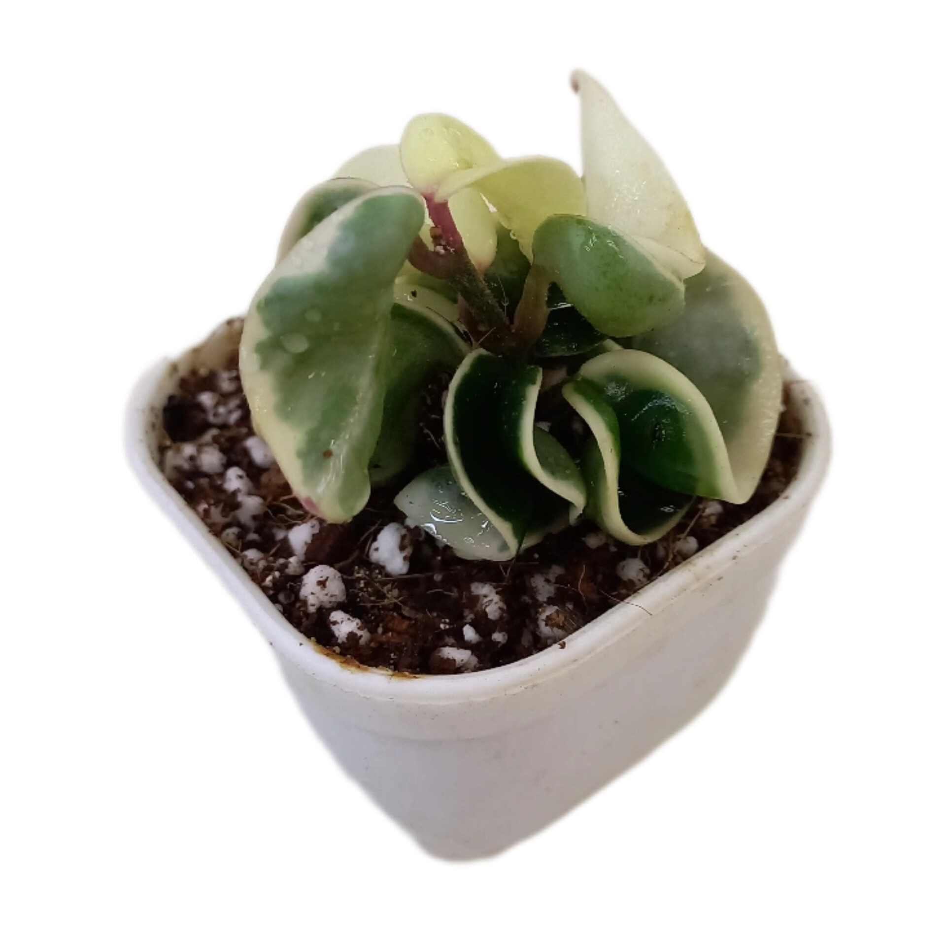 گیاه طبیعی هویا فر ابلق مدل کامپکتا ابلق