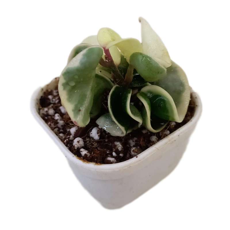 گیاه طبیعی هویا فر ابلق مدل کامپکتا ابلق