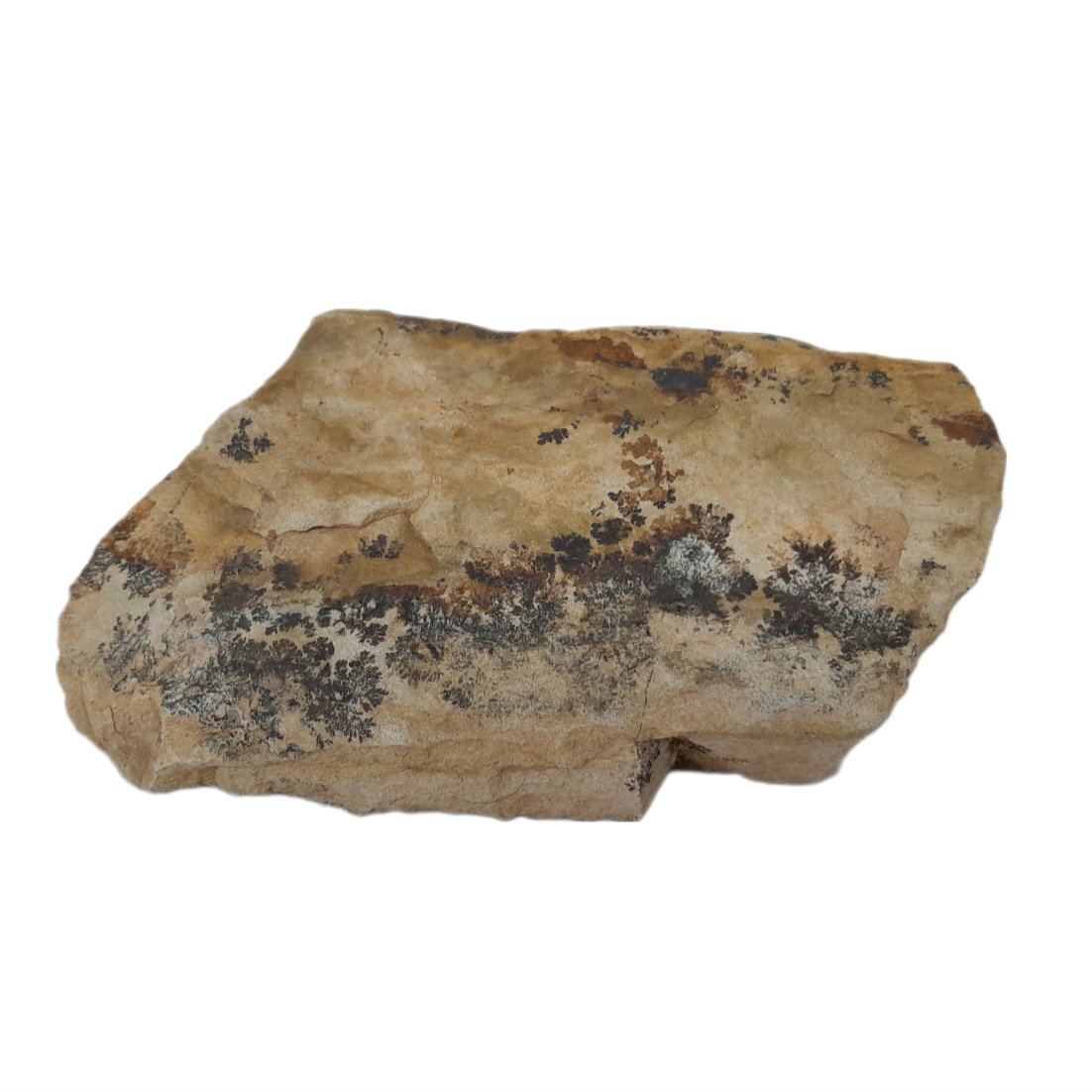 سنگ راف شجر مدل فسیلی کد 134
