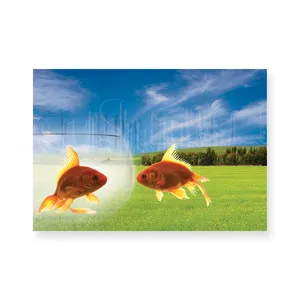 کارت پستال طرح دو ماهی زمینه چمنزار مدل 132248 بسته 50 عددی