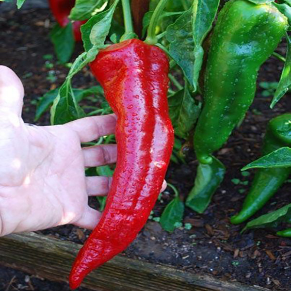 بذر فلفل پاپریکا قرمز وانیا سید مدل F30 بذر فلفل پاپریکا قرمز وانیا سید مدل F30