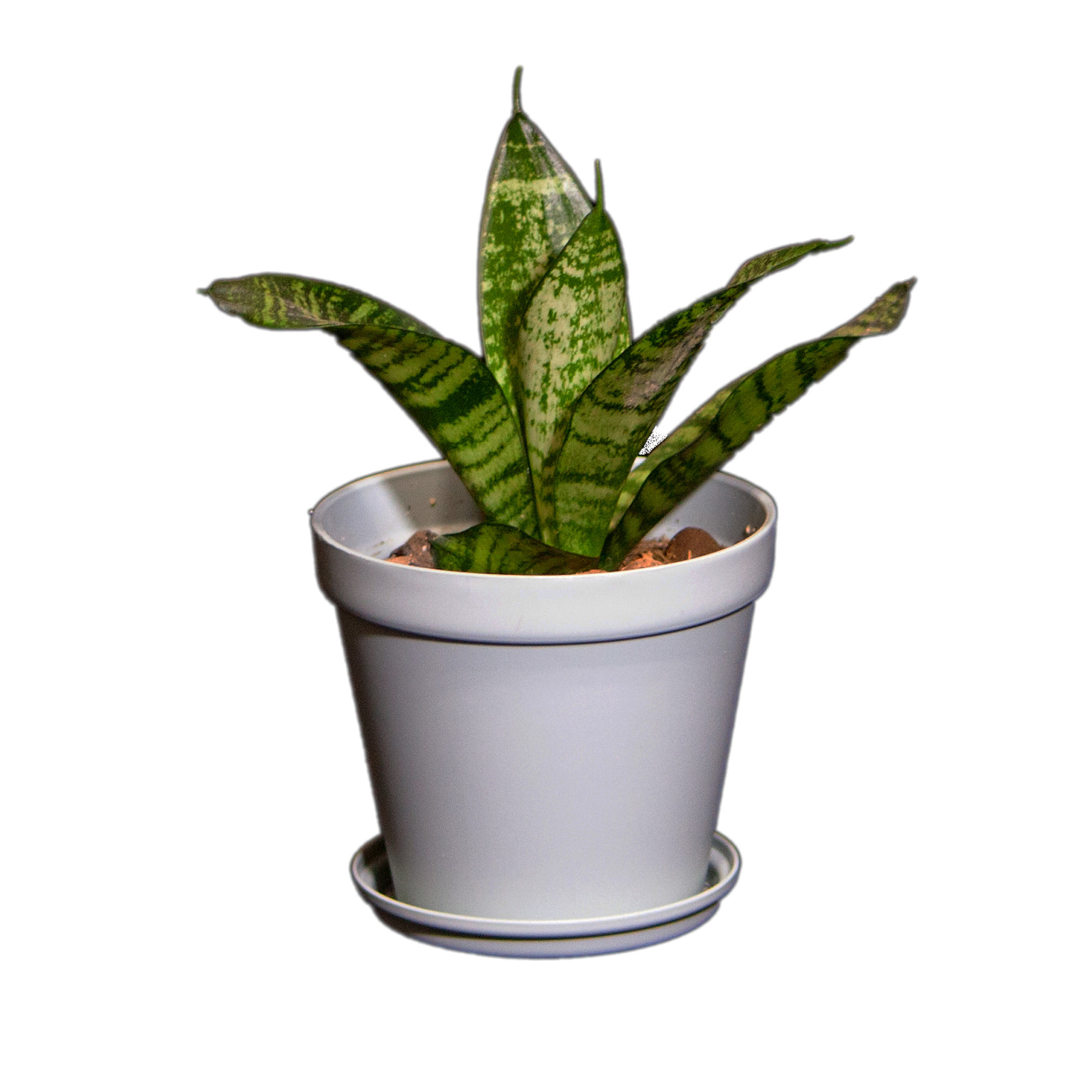 گیاه طبیعی سانسوریا مدل پا کوتاه L-S-10