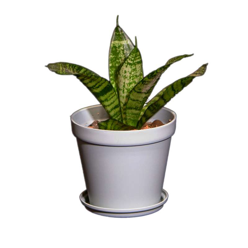 گیاه طبیعی سانسوریا مدل پا کوتاه L-S-10