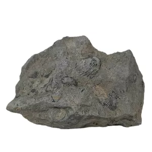 سنگ راف مدل فسیل صدف کد 162