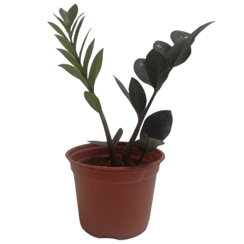 گیاه طبيعي زاموفيليا مدل سوپر بلك كد MS-04