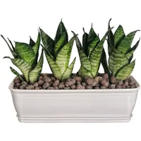 گیاه طبیعی سانسوریا مدل پاکوتاه