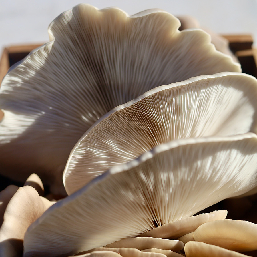 بذر قارچ صدفی سفید لیناز گستر کد 10