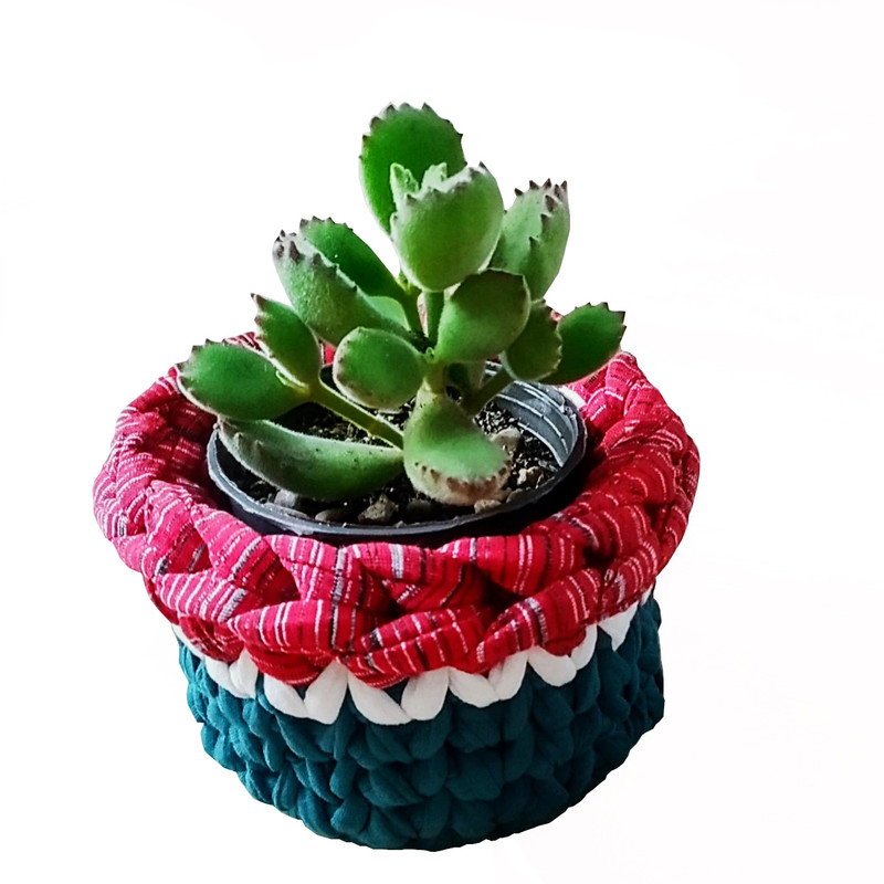 گیاه طبیعی ساکولنت پنجه خرسی مدل D-15 گیاه طبیعی ساکولنت پنجه خرسی مدل D-15