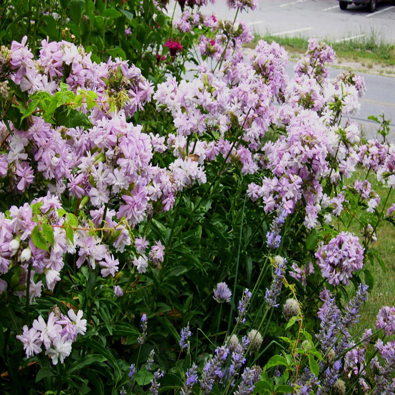 بذر گل صابونی وانیا سید مدل X40