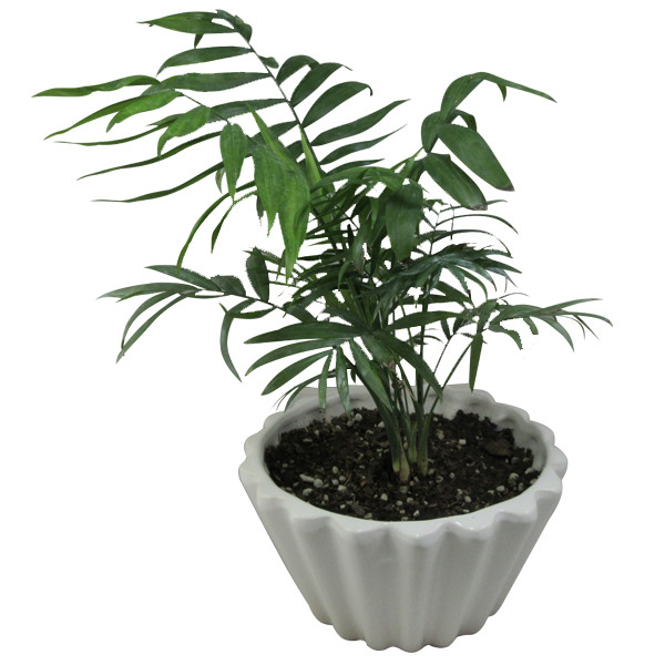 گیاه طبیعی نخل شامادورا کد M01 گیاه طبیعی نخل شامادورا کد M01