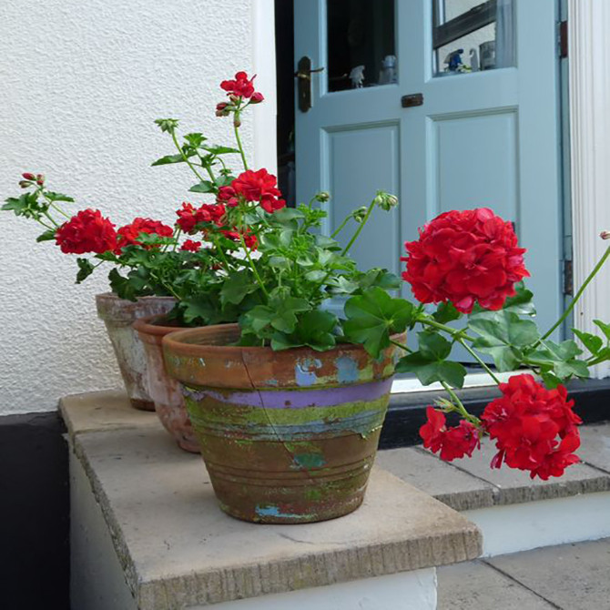 بذر گل شمعدانی پاکوتاه قرمز وانیا سید مدل O271