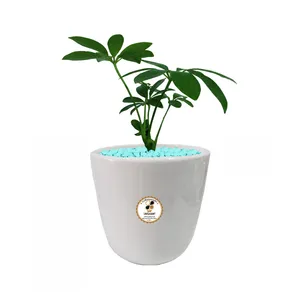 گیاه طبیعی شفلرا شرکت گلباران سبز گیلان مدل GN13-4S