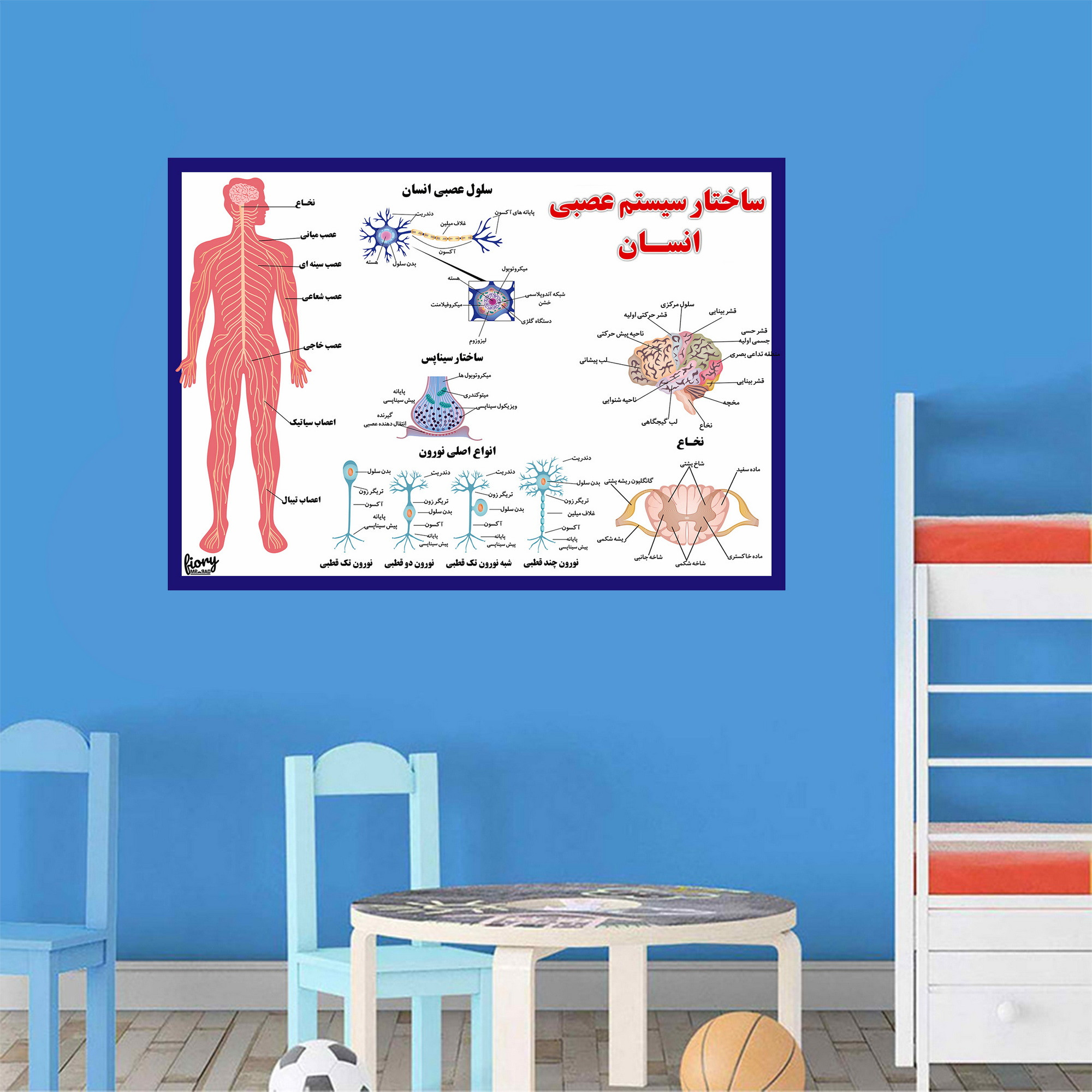 پوستر آموزشی مستر راد مدل ساختار سیستم عصبی انسان کد fiory 2310