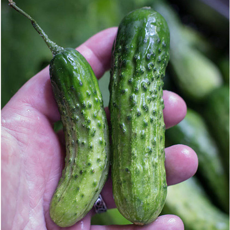 بذر خیار ترشی شمالی خاردار گلس گاردن مدل GL03 بذر خیار ترشی شمالی خاردار گلس گاردن مدل GL03