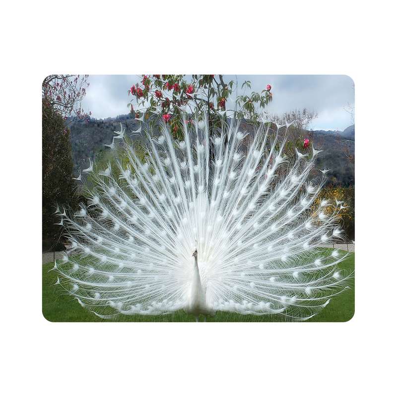 ماوس پد اطلس آبی طرح طاووس مدل T7669