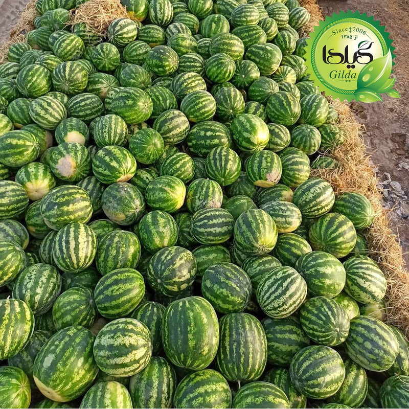 بذر هندوانه گرد خطی گیلدا کد 708