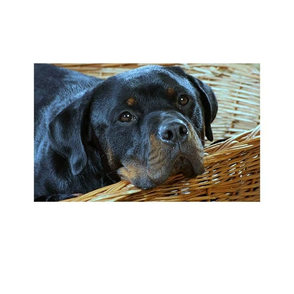    پادری طرح حیوانات کد M35M001-MA0110 سایز 76x46 سانتی متر