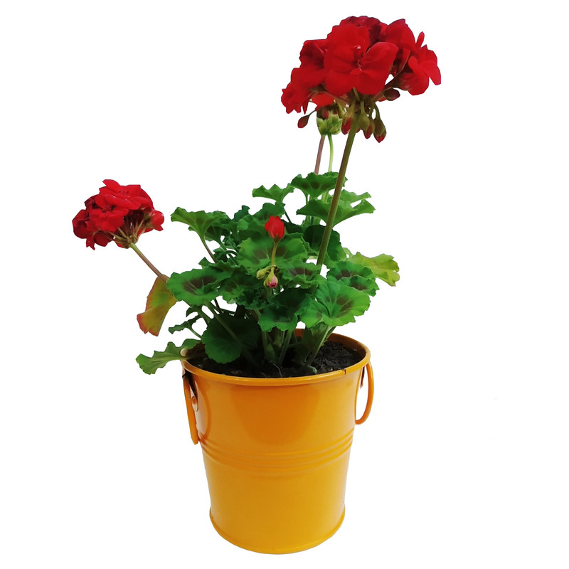 گیاه طبیعی شمعدانی مدل C-13