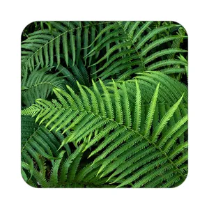 زیر لیوانی کاکتی طرح گل مدل mp17402